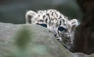 35 Adorable Snow Leopard Photos To Celebrate The Fact That They’re No Longer ‘Endangered’