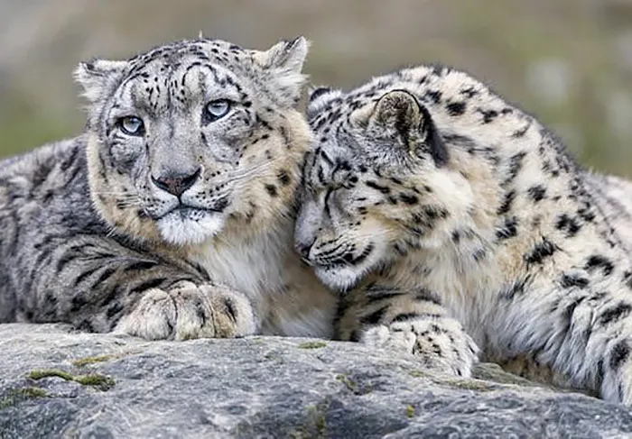 35 Adorable Snow Leopard Photos To Celebrate The Fact That They’re No Longer ‘Endangered’