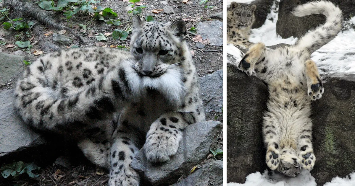 10+ Adorables fotos de leopardos de las nieves para celebrar que ya no son una especie en peligro