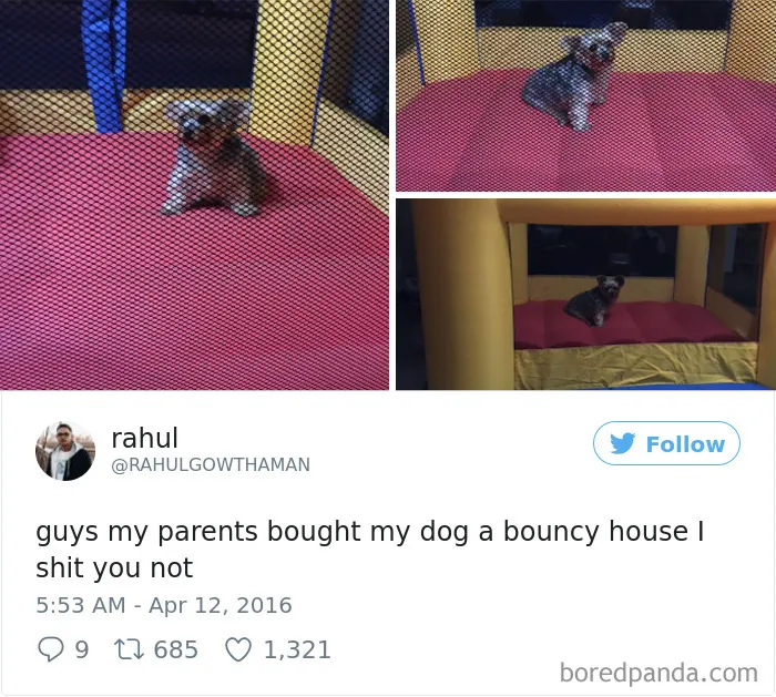 72 Spoiled Dogs That Live Better Than You Ever Will