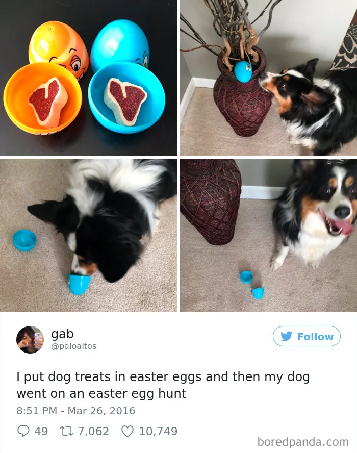72 Spoiled Dogs That Live Better Than You Ever Will