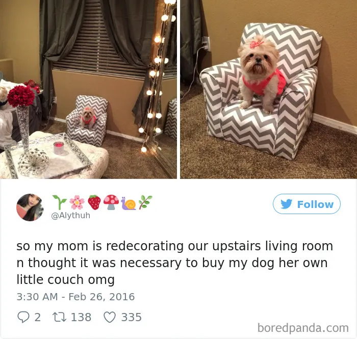 72 Spoiled Dogs That Live Better Than You Ever Will