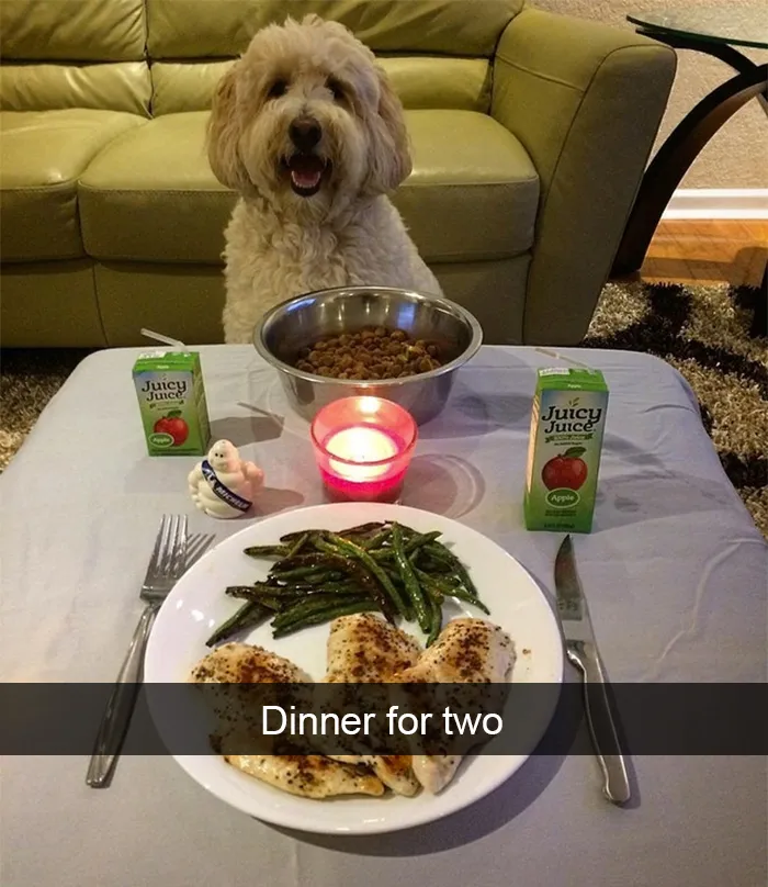 72 Spoiled Dogs That Live Better Than You Ever Will