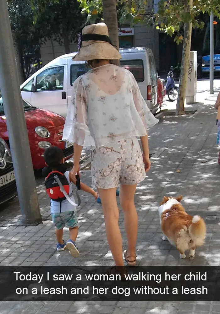 72 Spoiled Dogs That Live Better Than You Ever Will