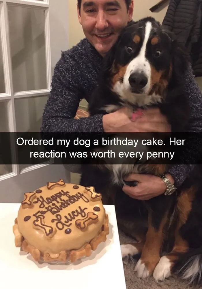 72 Spoiled Dogs That Live Better Than You Ever Will