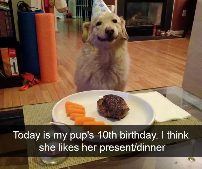 72 Spoiled Dogs That Live Better Than You Ever Will