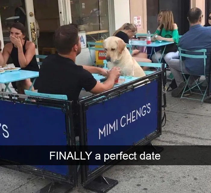 72 Spoiled Dogs That Live Better Than You Ever Will