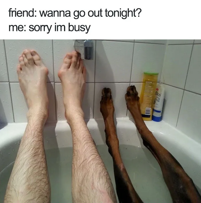 72 Spoiled Dogs That Live Better Than You Ever Will