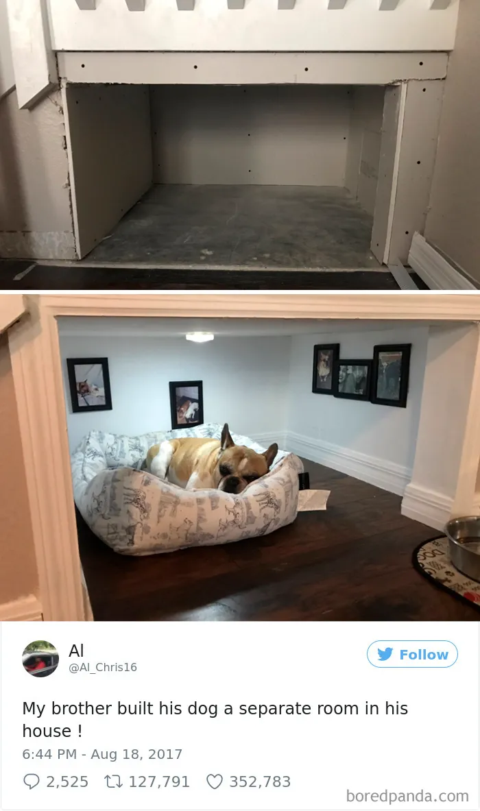 72 Spoiled Dogs That Live Better Than You Ever Will