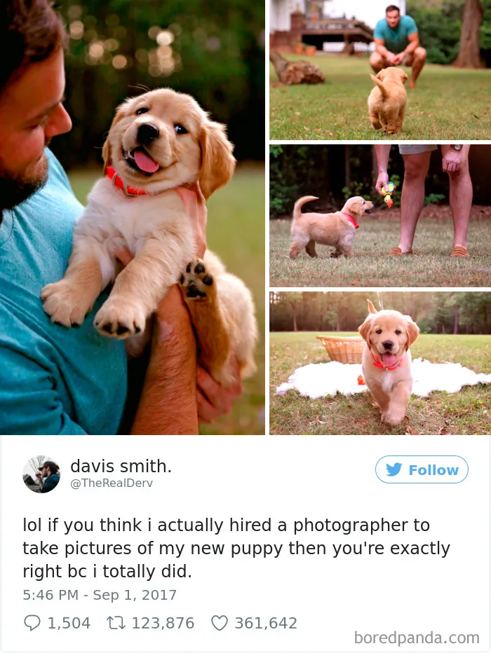 72 Spoiled Dogs That Live Better Than You Ever Will