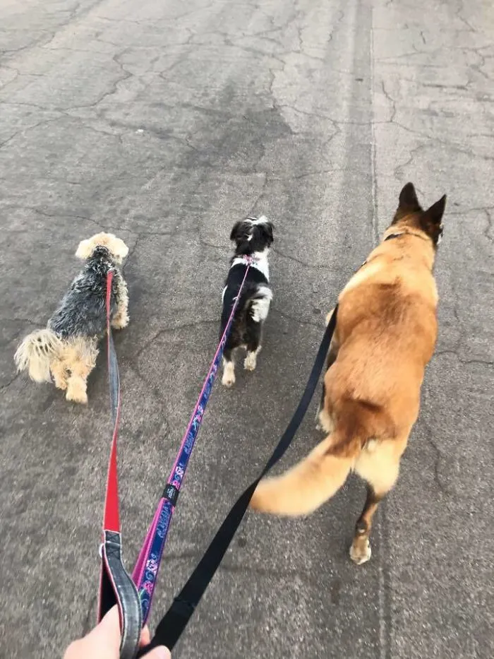 Left To Right - Tater Tot (tate), Snapdragon (snapple), And My Current Foster Precious Persimmons (aka Simmy)