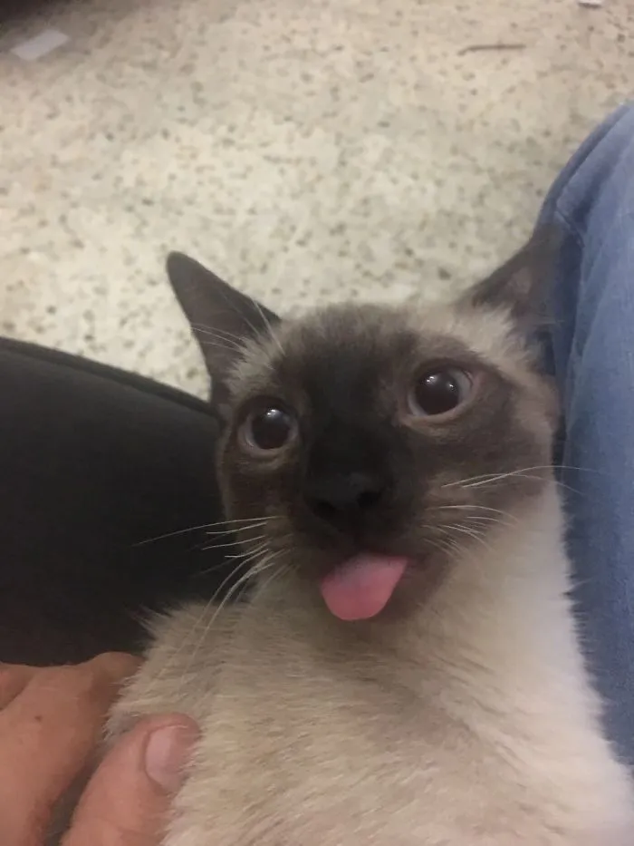 Lerolero Cat