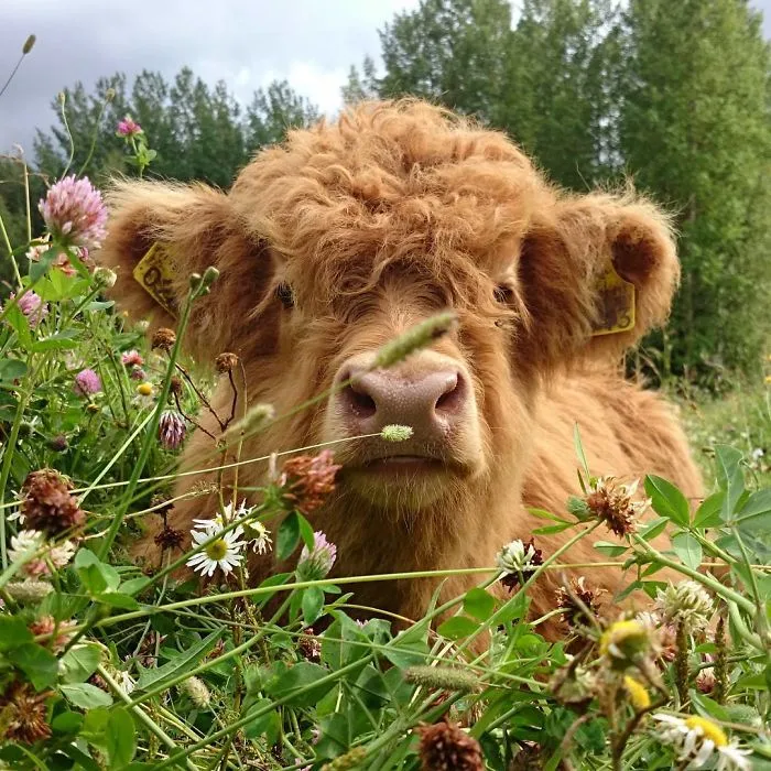 fluffy calf lying in the grass 
