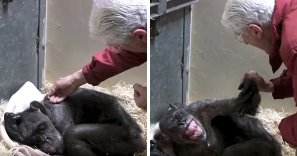 Esta chimpancé moribunda de 59 años se negaba a comer, hasta que reconoció la voz de su antiguo cuidador
