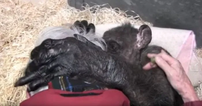 59-Year-Old Dying Chimp Refuses Food, But Then She Recognizes Her Old Caretaker’s Voice