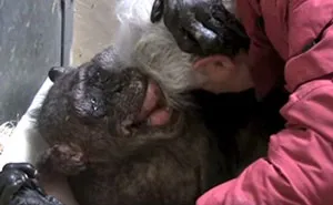 59-Year-Old Dying Chimp Refuses Food, But Then She Recognizes Her Old Caretaker’s Voice