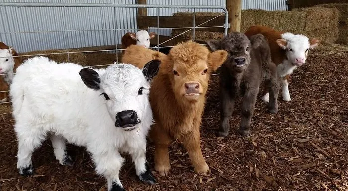 Si alguna vez estás triste, estos terneros de la raza Highland seguro que te hacen sonreír