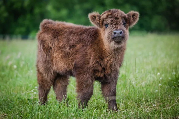Si alguna vez estás triste, estos terneros de la raza Highland seguro que te hacen sonreír