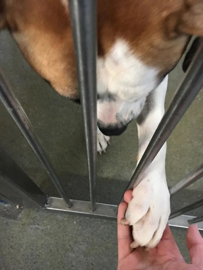 Yo fui al refugio con la intención de acariciar perros, no de volver a casa con uno, pero...