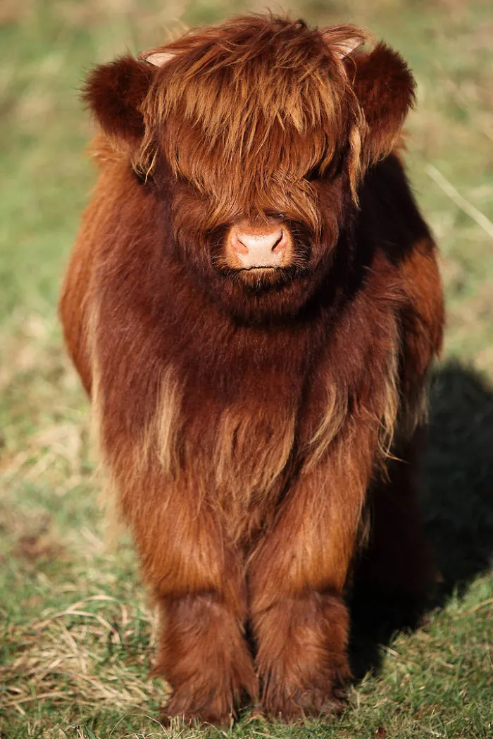 Si alguna vez estás triste, estos terneros de la raza Highland seguro que te hacen sonreír