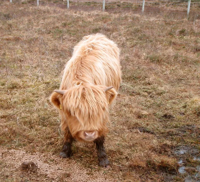Si alguna vez estás triste, estos terneros de la raza Highland seguro que te hacen sonreír