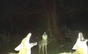 62 Times Hidden Cams Revealed What Animals Do When Nobody Is Watching, And It Was Hilarious