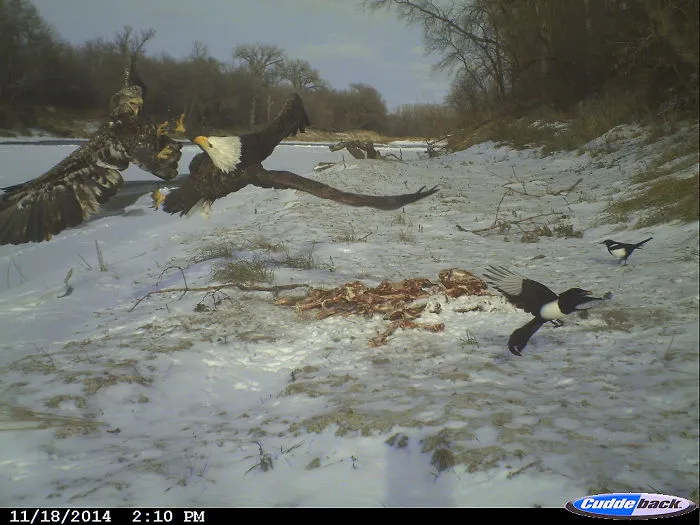 Pelea a muerte en el norte de Minnesota
