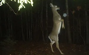 62 Times Hidden Cams Revealed What Animals Do When Nobody Is Watching, And It Was Hilarious