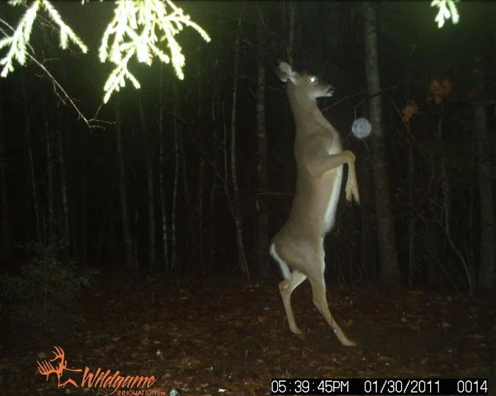 The Elusive, Sophisticated Deer