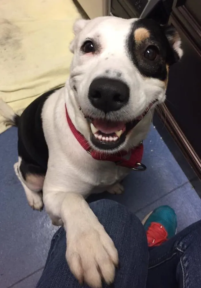 La cara de un recién adoptado