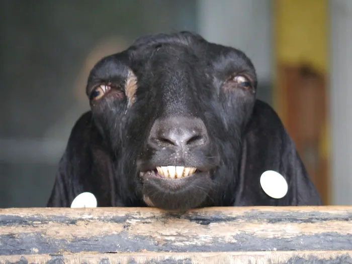 Cabra poco fotogénica