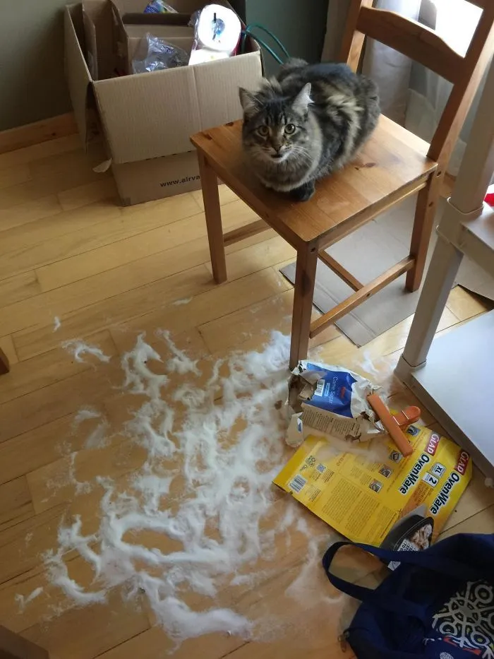 Pavlov Woke Me Up Early To Show Off His Kill