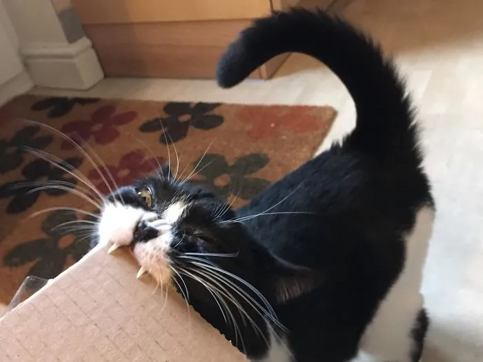 She Chews Every Box