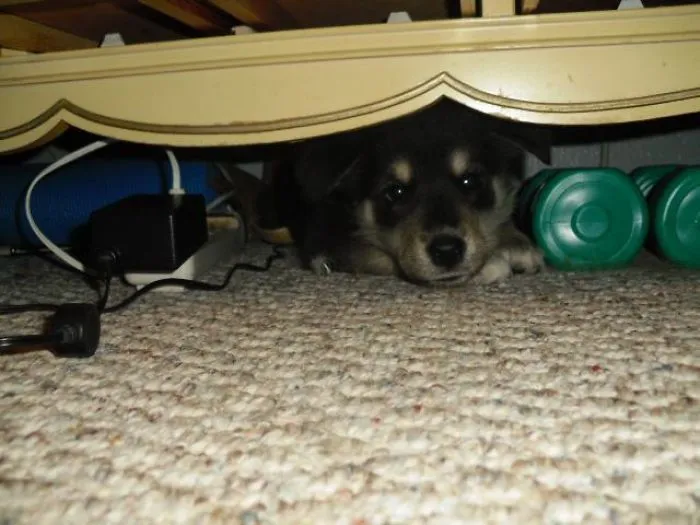 My Boyfriend Told Me There Was A Dust Bunny Under The Dresser He Couldn't Reach. Best Christmas Present Ever!