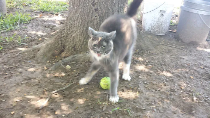 Jerk Won't Let The Dog Have His Ball Back