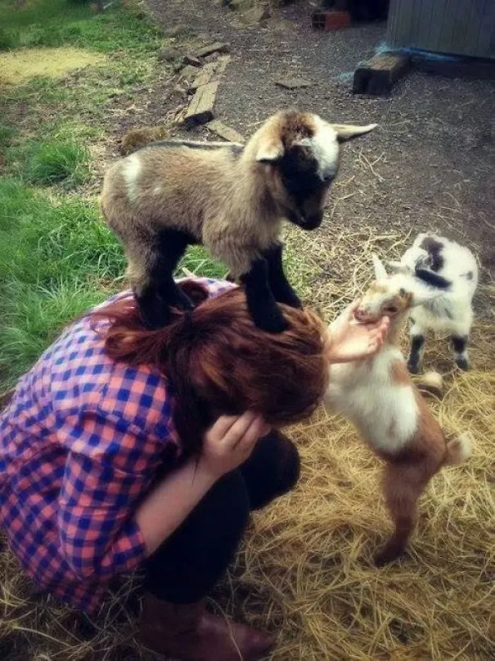 Cabritillos haciendo lo que suelen hacer. Ser adorables