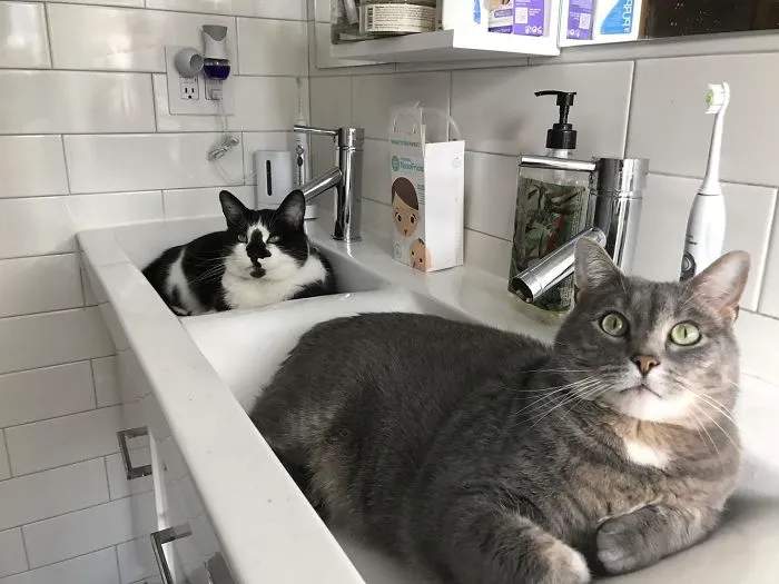 Gastar mucho dinero remodelando el lavabo para que estos dos estén cómodos