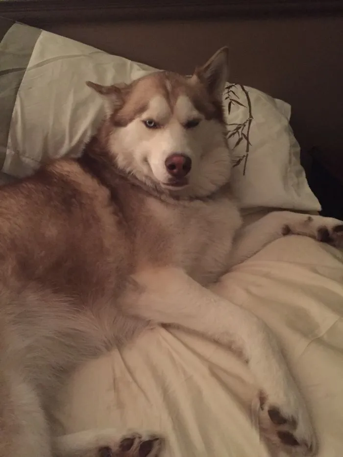 My Dog Stole My Spot On The Bed Then Made This Face. Jerk
