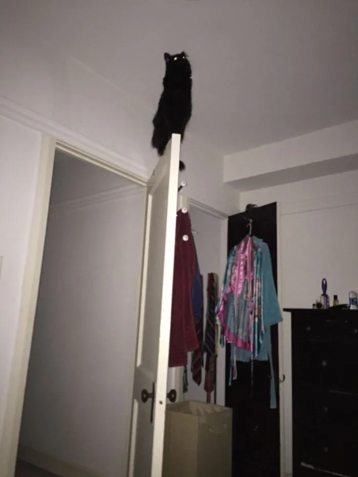 I Woke Up In The Middle Of The Night To My Cat Singing Me The Song Of His People