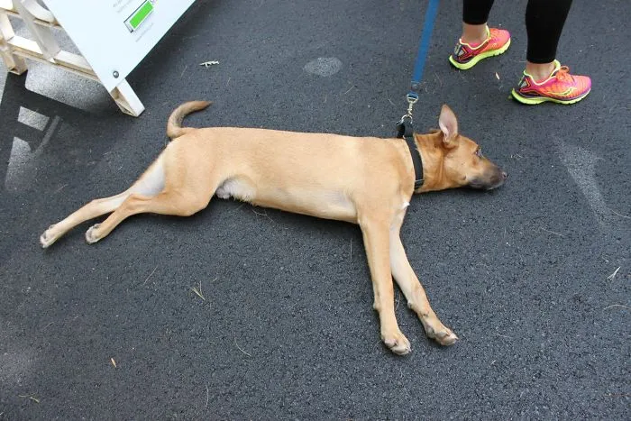 If I Stop Walking For More Than 10 Seconds, He Draws A Heavy Sigh And Flops Onto The Ground Like This. Then He Makes Me Literally Drag Him Around. Meet Whiskey, My Lazy Asshole Of A Dog