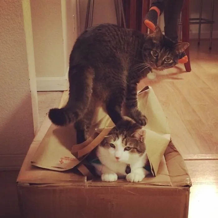 Here We See The Two States Of Being A Cat. Asshole And Disinterested