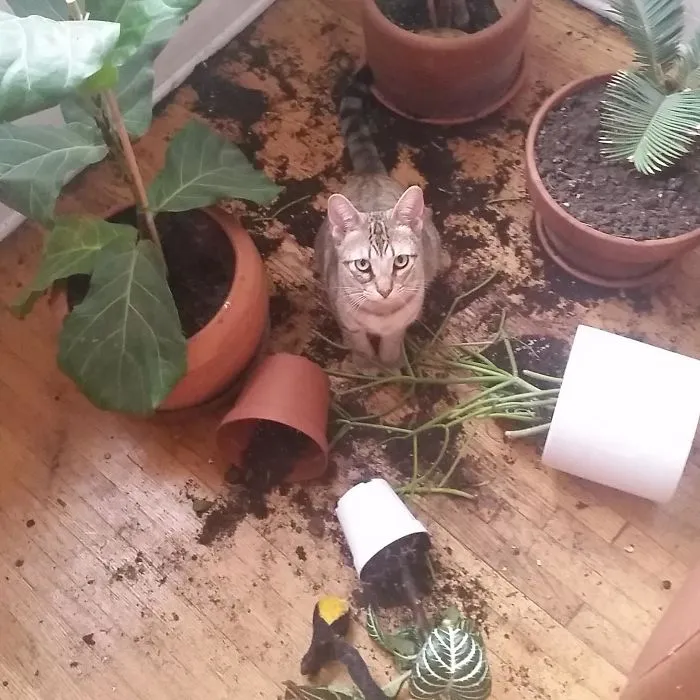 This Is My Cat. She's An Asshole