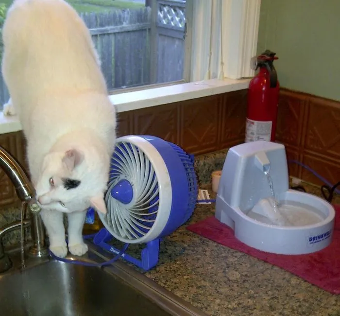 Bought A Water Fountain For My Cat. "It's Just Like The Sink" They Said. Thirty Dollars Later And My Cat Is Still An Asshole
