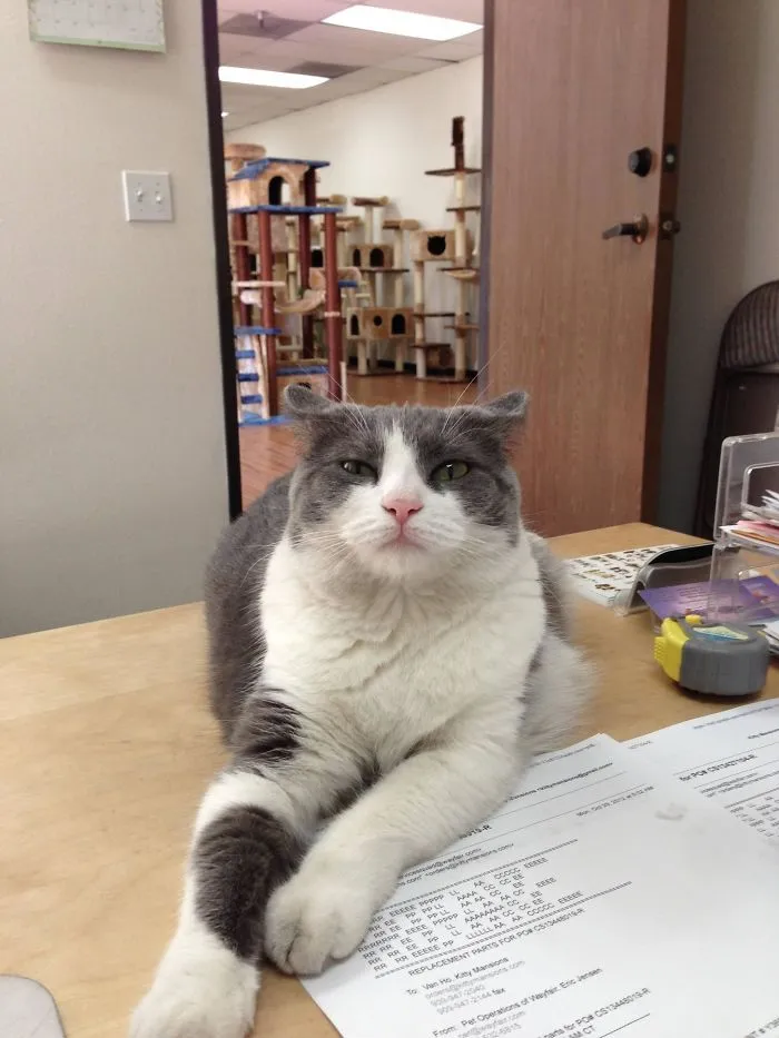 Can't Get Any Work Done With This Asshole Judging Me All Day