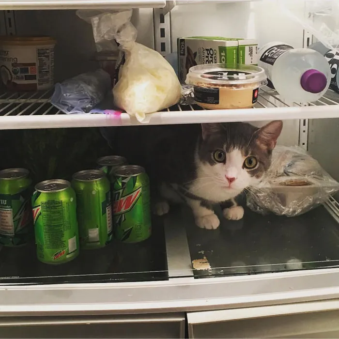 My Brother Can't Leave His Fridge Open For 2 Seconds Otherwise This Happens