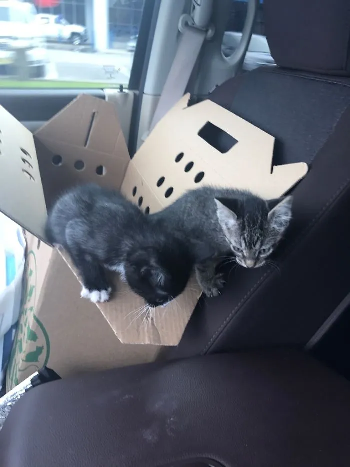 Quería sorprendes a mi esposa con un gato, pero no fui capaz de separar a estos dos
