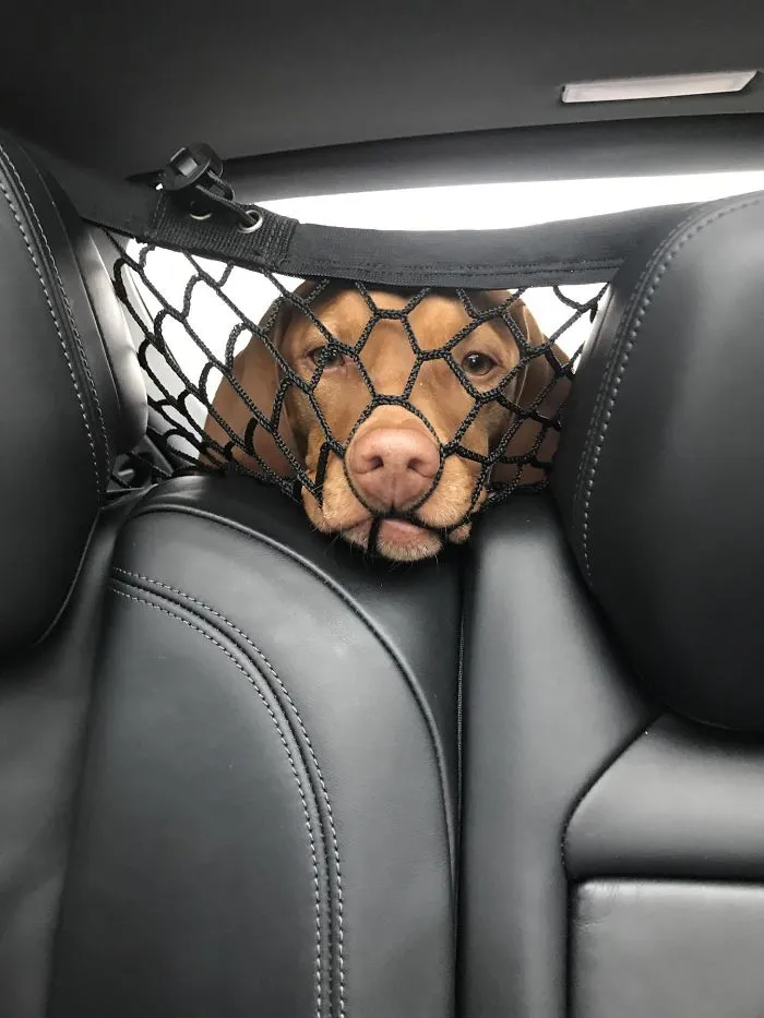 I Like How His Nose Fits Perfectly