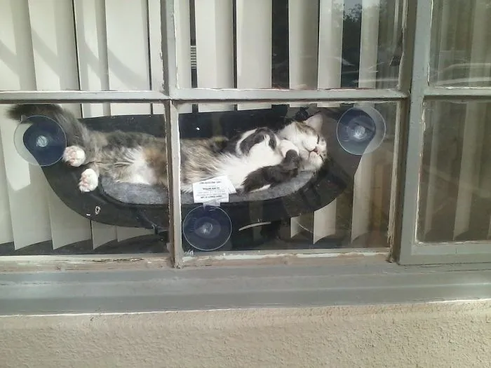 My Friend Has A Hammock For Their Cat