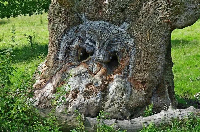 Owl Tree
