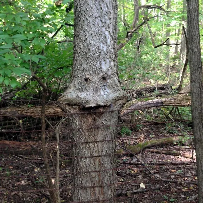A Tree Enjoying A Meal
